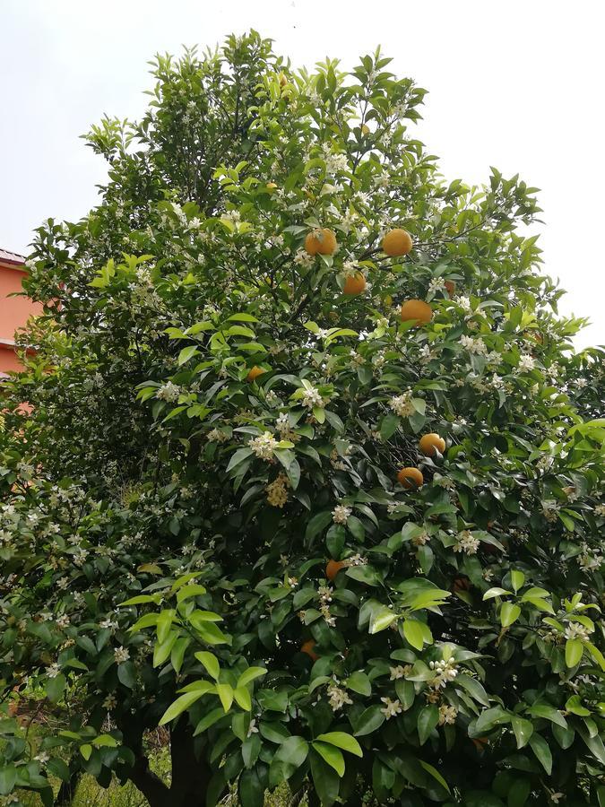 Apartamento Gulnazi Andria Sarpi Exterior foto
